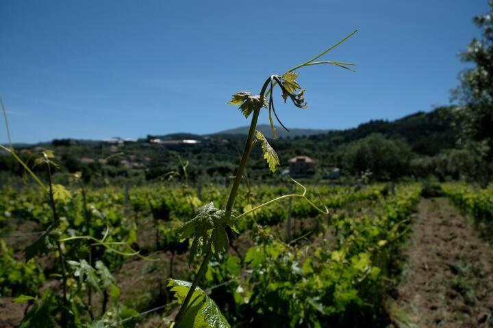 Quinta De Vodra Villa Seia Exterior foto